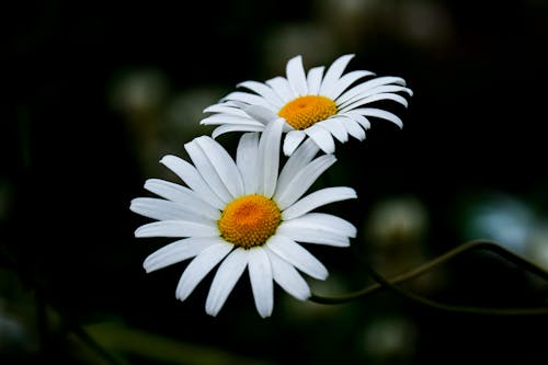 Foto stok gratis aster, benang sari, berbunga