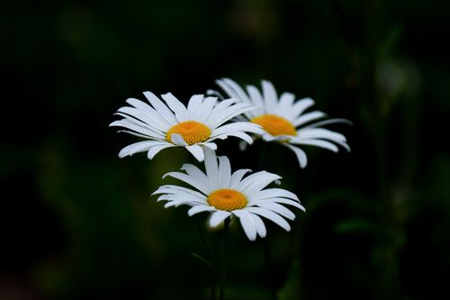 Free A serene close-up of white daisies with dark background, highlighting delicate petals. Stock Photo