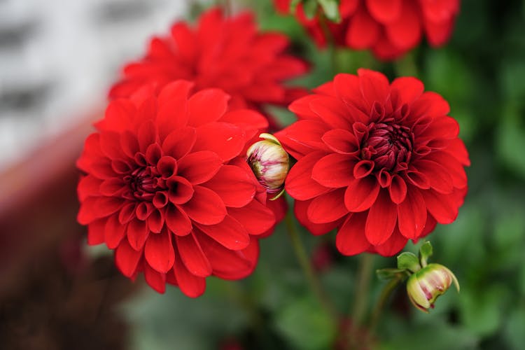 Close-up Of Red Flowers Blooming In Garden