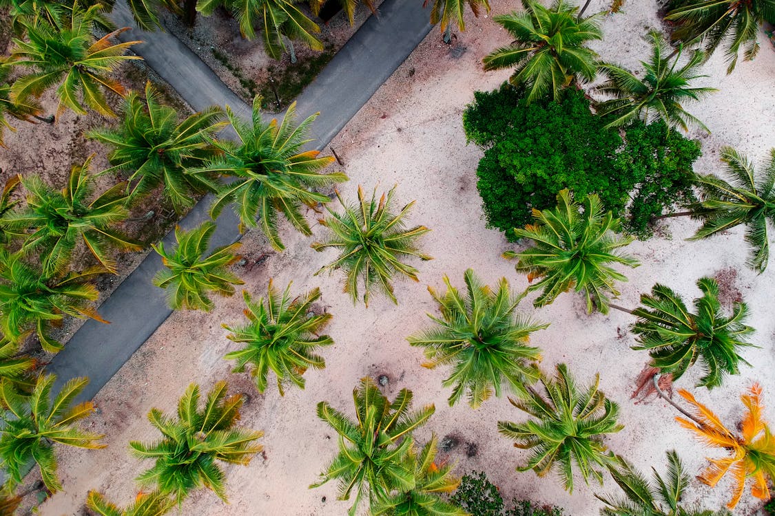Aerial Shot Of Palm Trees