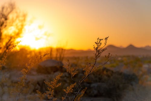 Makrofotografie Der Gelben Blumen Während Des Sonnenuntergangs