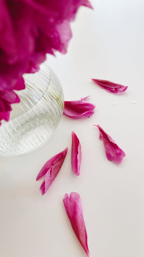 Pink Petals Beside a Glass Vase