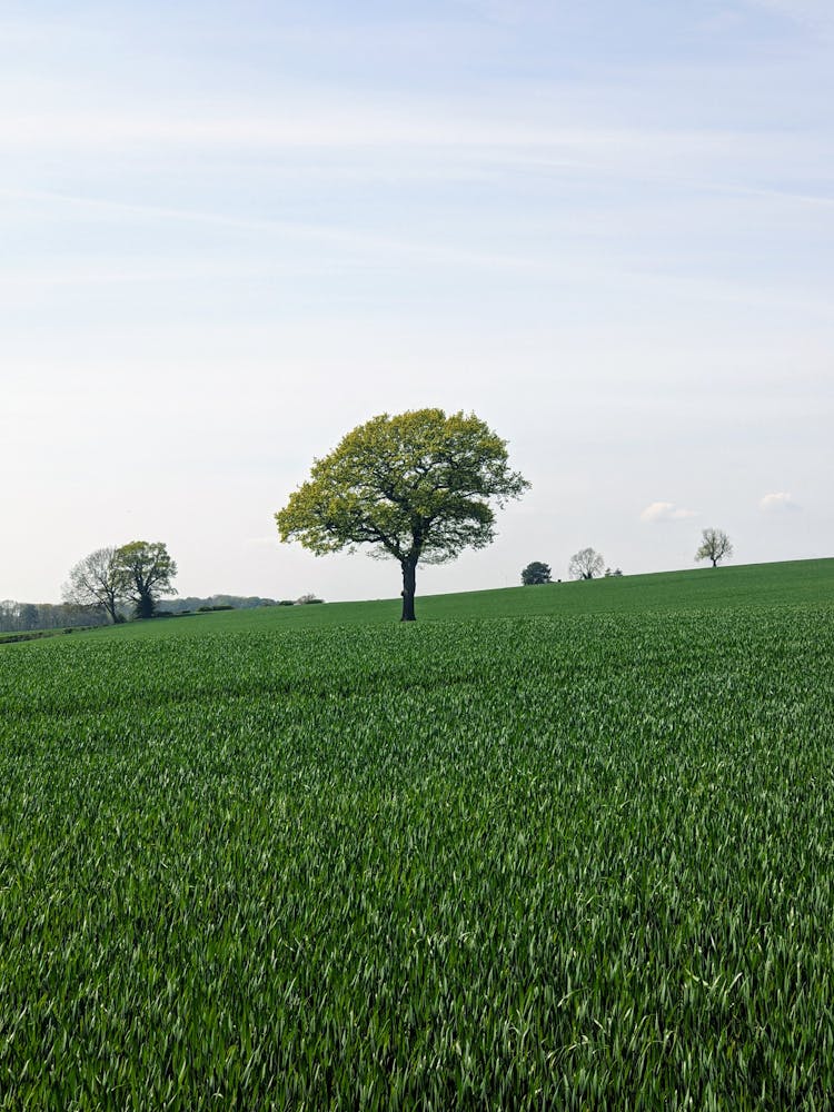 Lone Tree Growing In Green Field