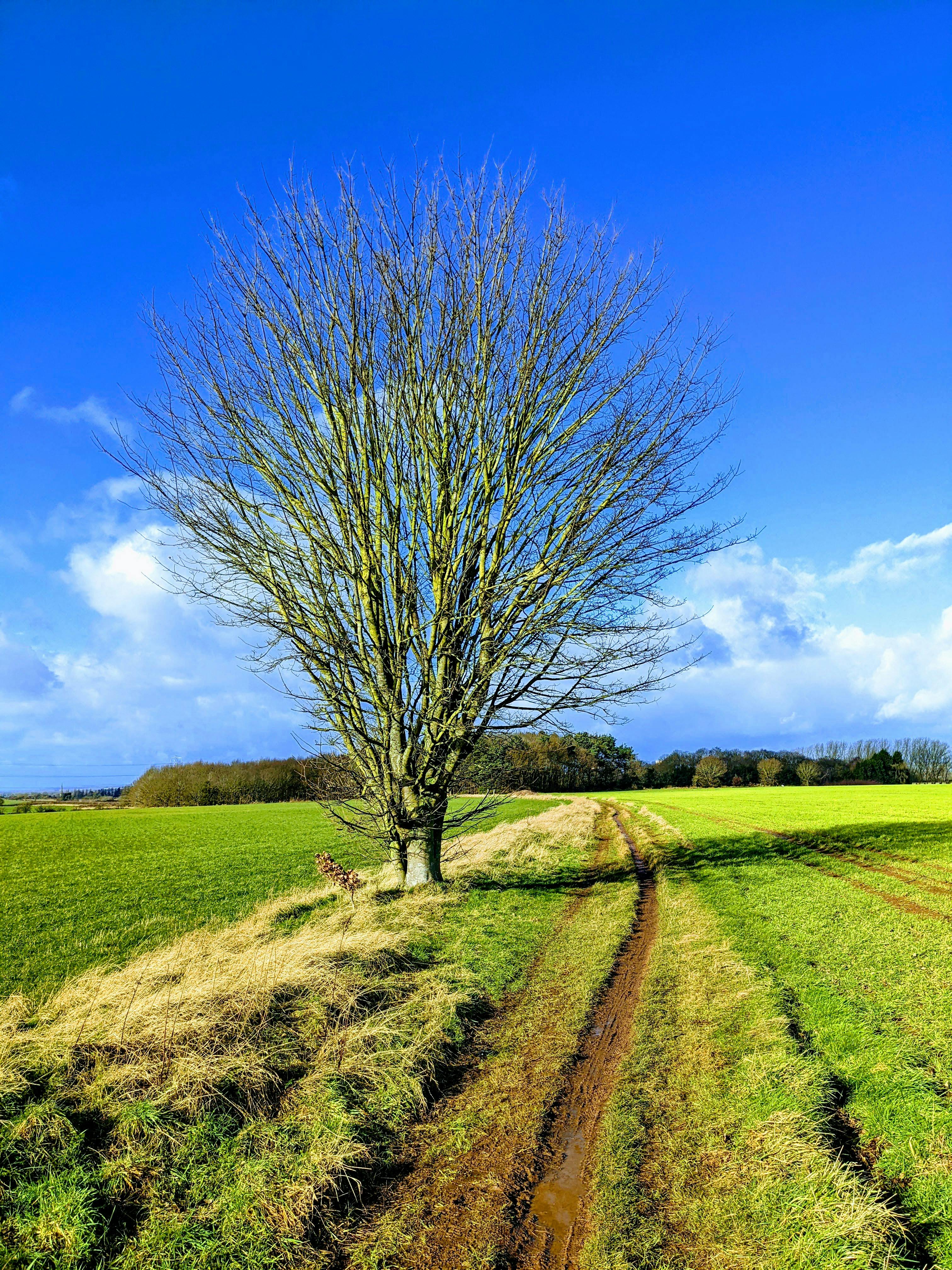 a leafless tree on green grass field under blue sky