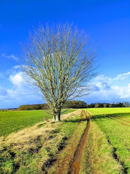 A Leafless Tree on Green Grass Field Under Blue Sky