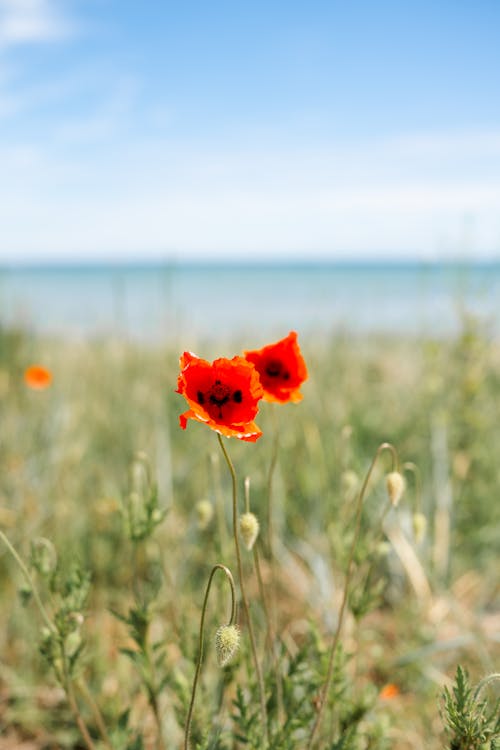 Photos gratuites de campagne, coquelicot, couleur vive