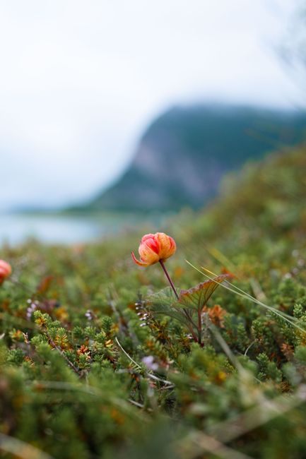 Cloudberries (Lakka)