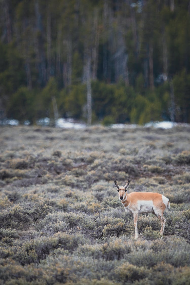 Sonoran Pronghorn On Brown Grass