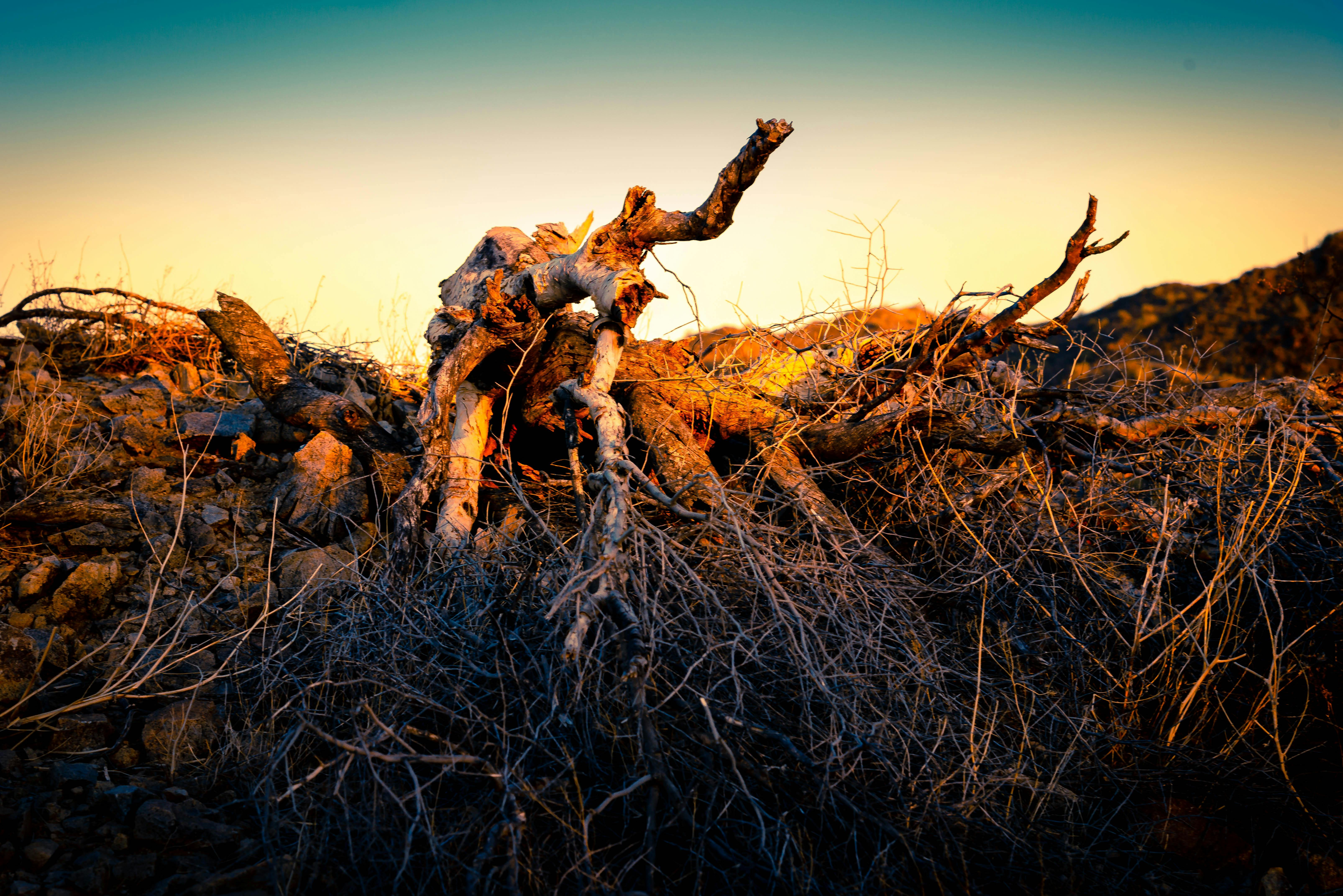 Free stock photo of branches, dead tree, desert