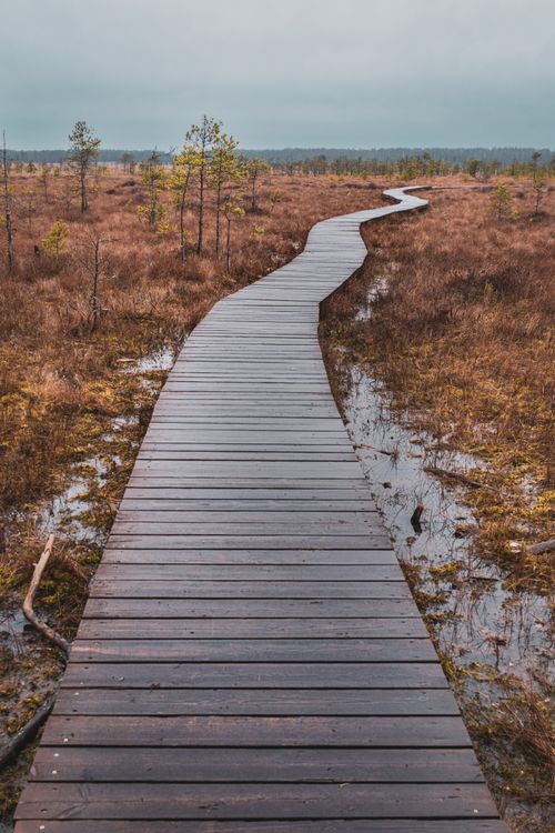 Free A scenic wooden boardwalk winding through autumn marshland on an overcast day. Stock Photo