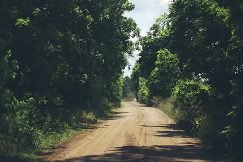 Photos gratuites de arbres, bois, chemin