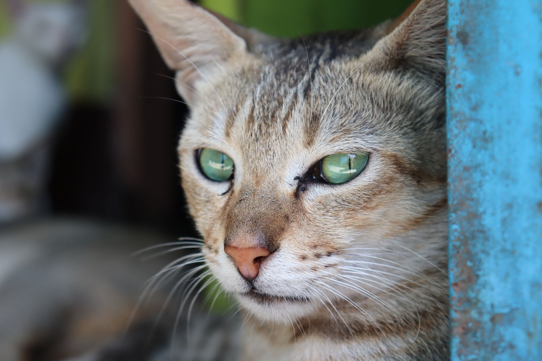 Veterinarian examining a cat during a checkup