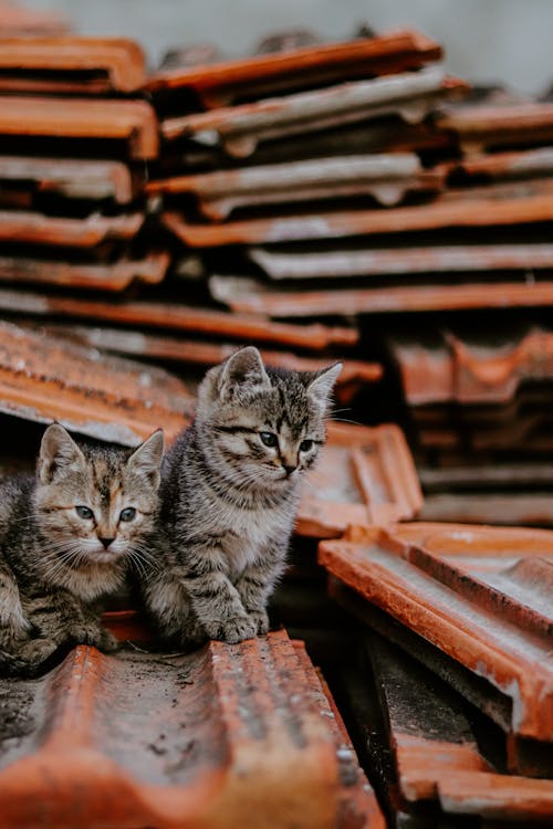 Free Clsoe-up Photo of Tabby Kittens  Stock Photo