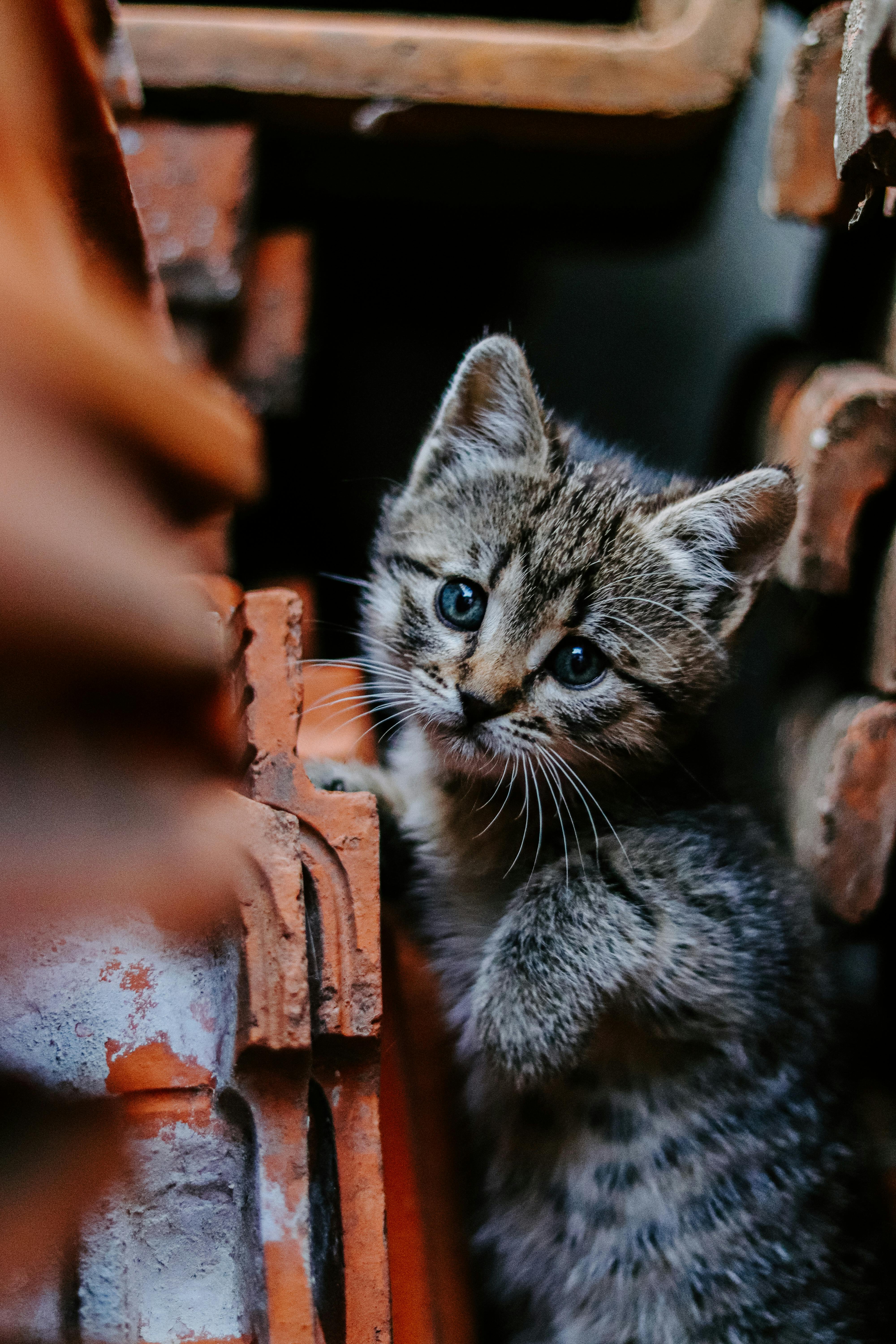 Adorable Tabby Kittens · Free Stock Photo, image size:4000x6000