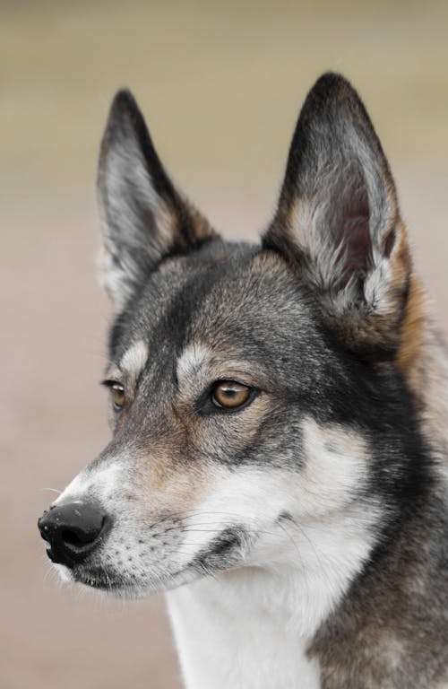 20,000+ Best Bad Dog Photos · 100% Free Download · Pexels Stock Photos