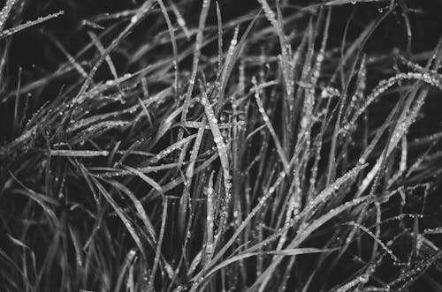 Foto profissional grátis de água, fechar-se, flora