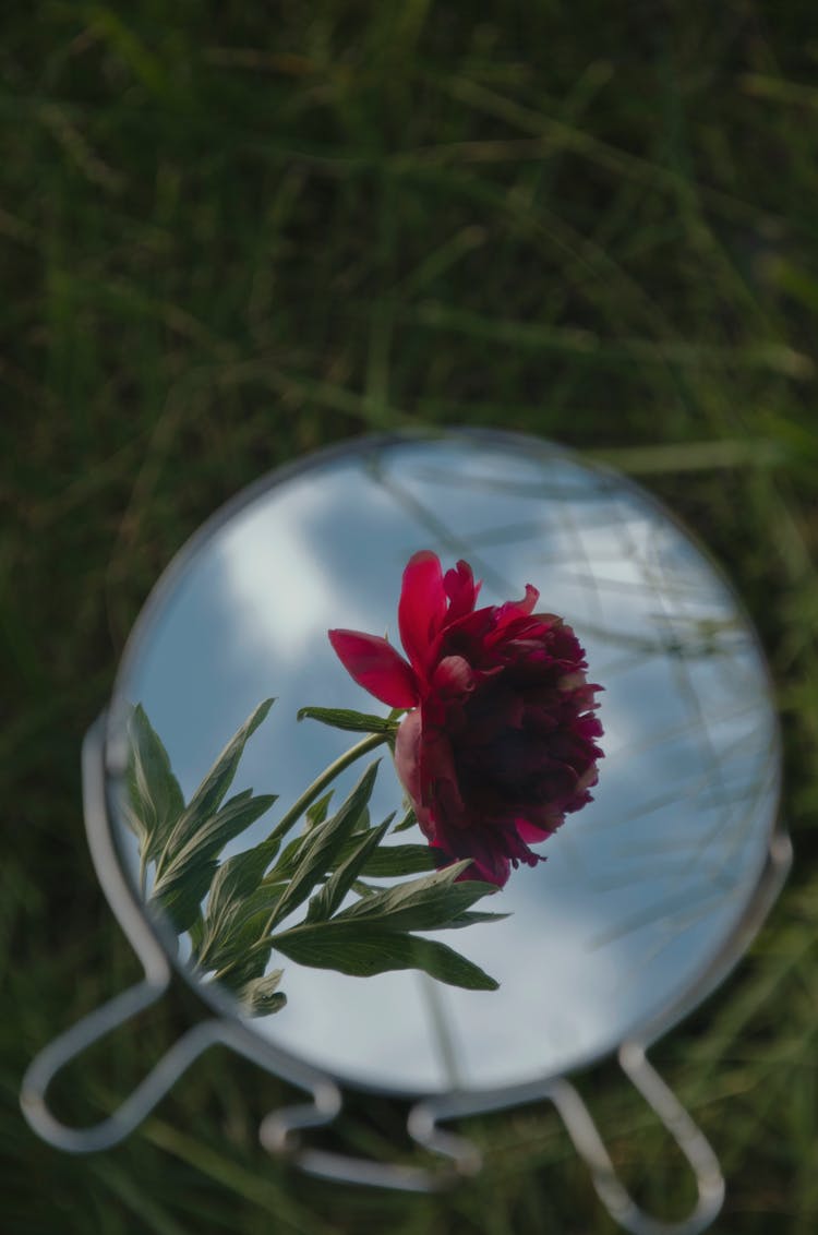 Reflection Of Flower In Mirror On Ground