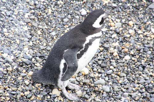 Kostenloses Stock Foto zu pinguin