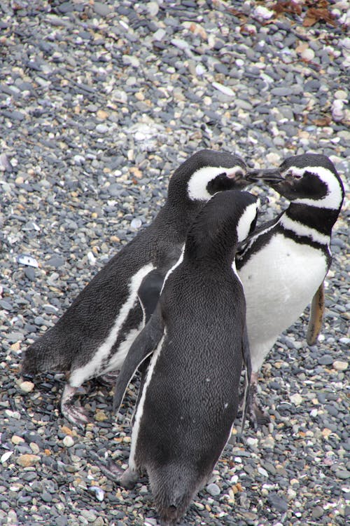 Kostenloses Stock Foto zu pinguine