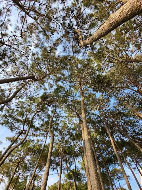 Gratis lagerfoto af fotografering fra lav vinkel, træer, træstammer