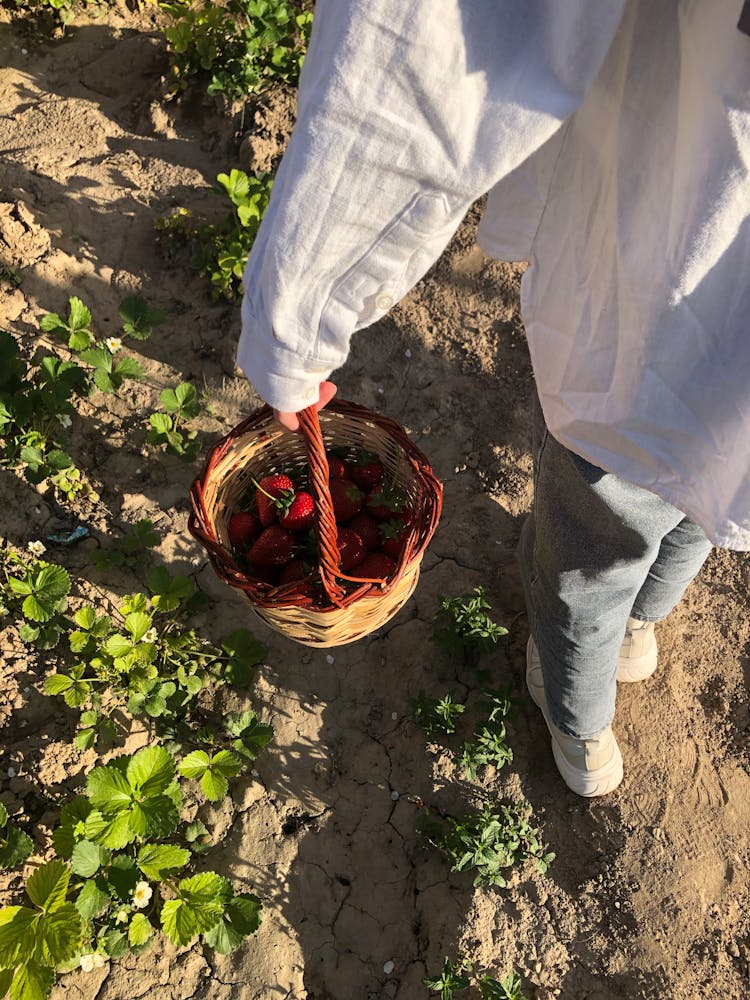 A Person Harvesting Strawberries