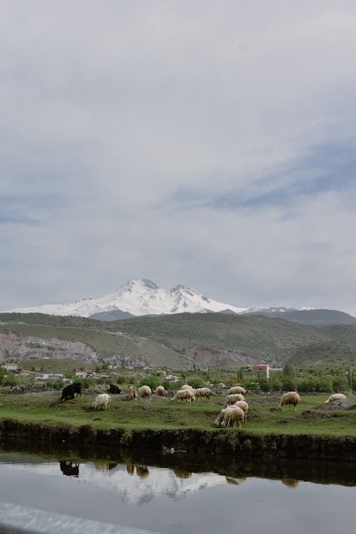 Herd of Sheep on Green Grass Field Near the Lake