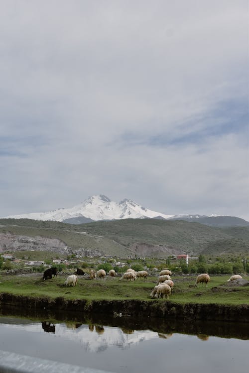 Kostnadsfri bild av berg, besättning, betesgräs