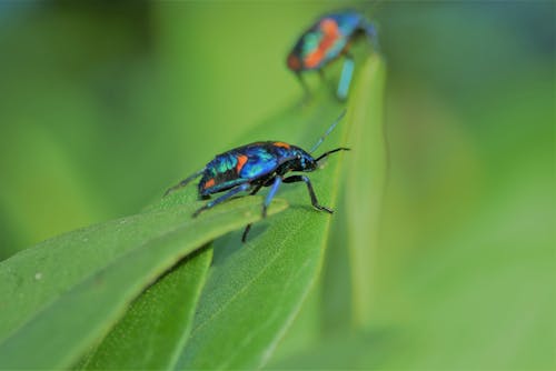Бесплатное стоковое фото с жук, насекомое