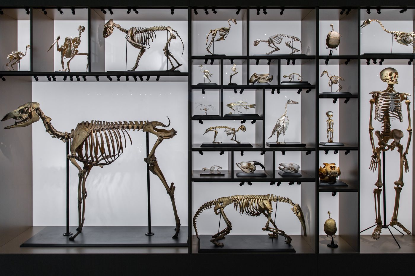 A comparative anatomy display in a natural history museum: the mounted skeletons of several different animals standing in white cases side by side, each built on the same underlying frame