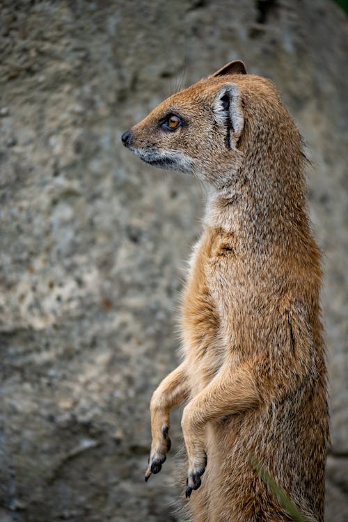 Side View of a Brown Mongoose