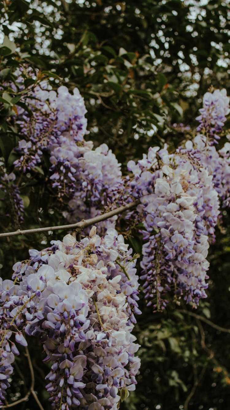 Close Up Photo Of Chinese Wisteria