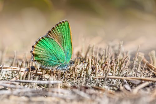 Blue and Green Butterfly on Brown Grass