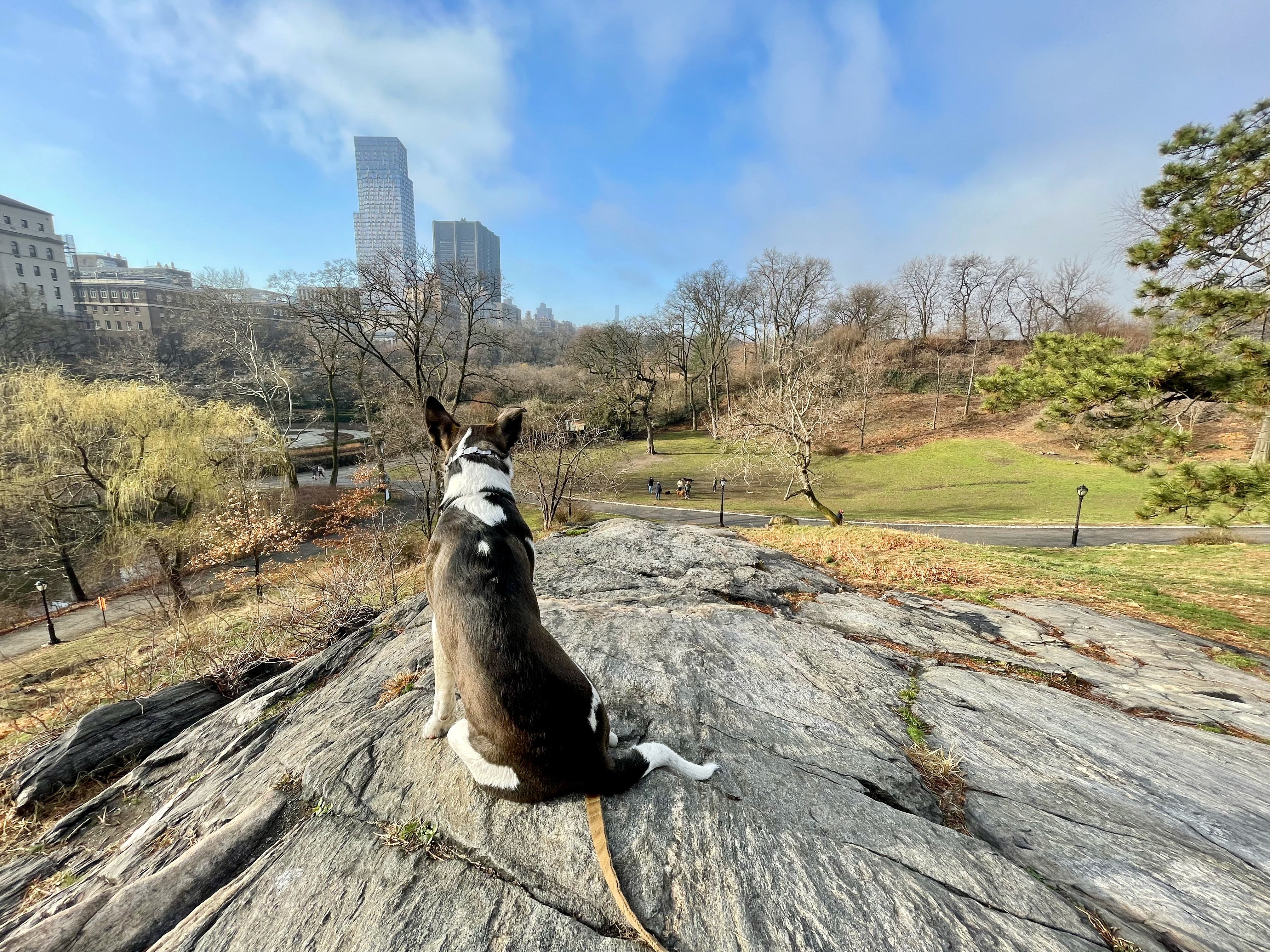 A dog performing a sit in a new outdoor location