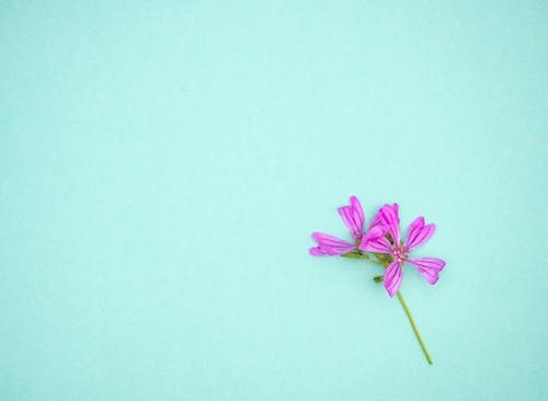 Close Up Photo of Purple Flower on Blue Background
