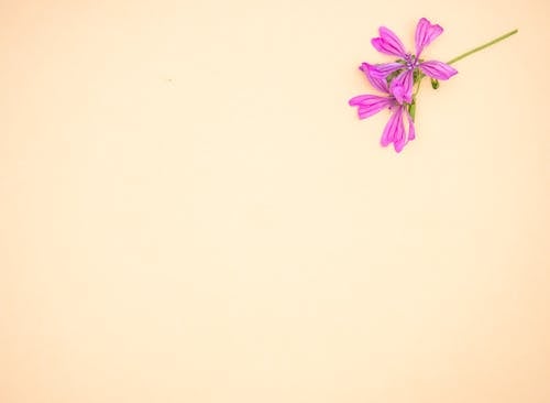 Purple Flowers on Beige Surface