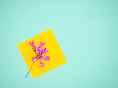 Purple Flower over Yellow Surface