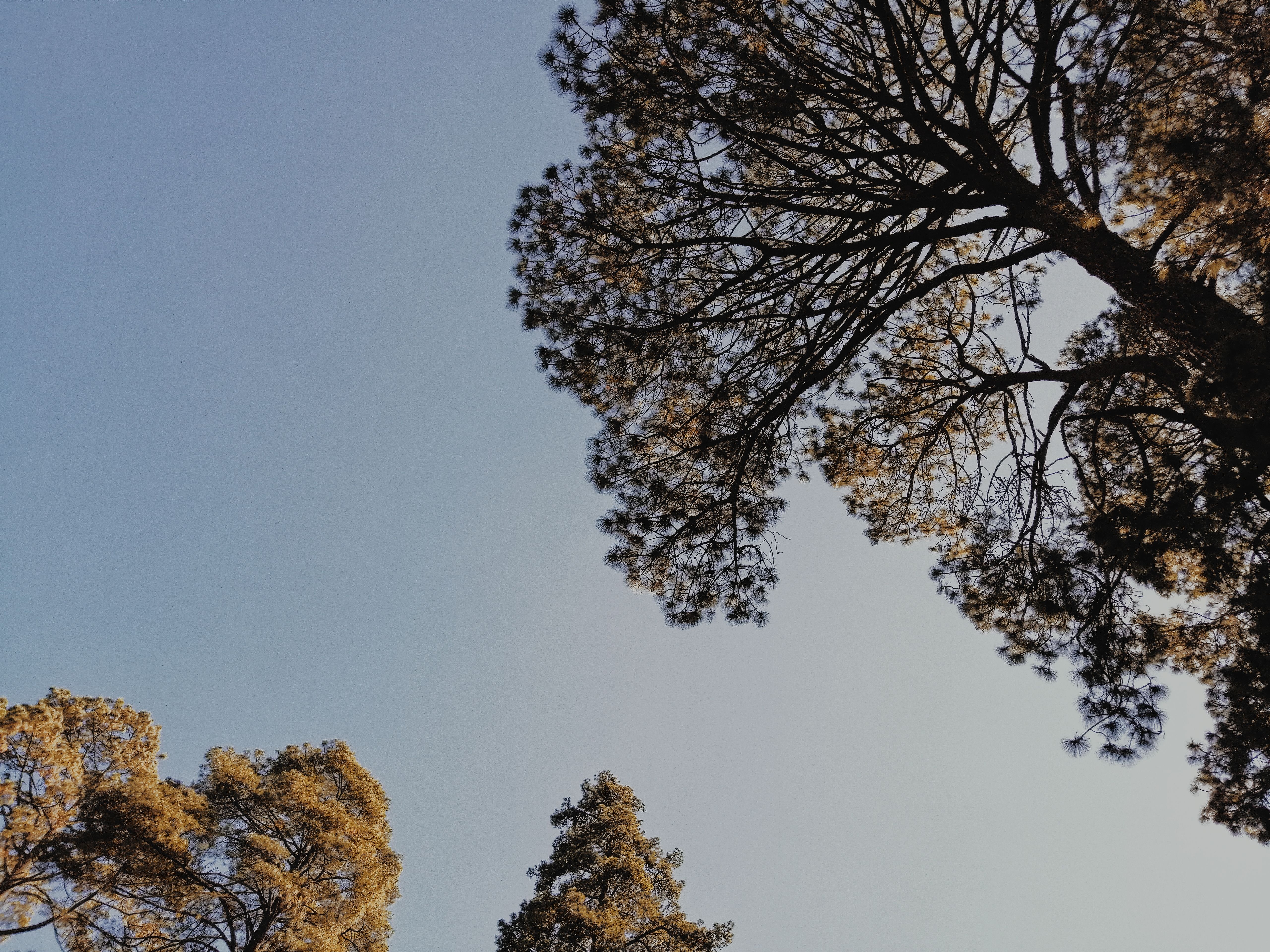 Low Angle Shot of Trees Under Blue Sky · Free Stock Photo