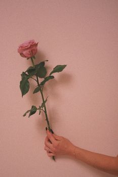 A single rose held by a hand against a pink minimalist background, offering a tranquil aesthetic.