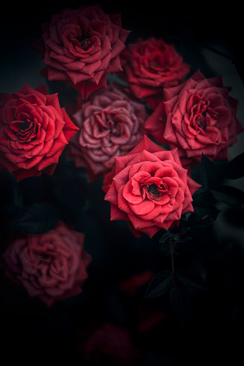 Free stock photo of black roses, bunch of roses, flower