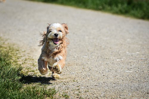 Free Brown and White Long Coat Small Dog Running on Grey Concrete Road Stock Photo