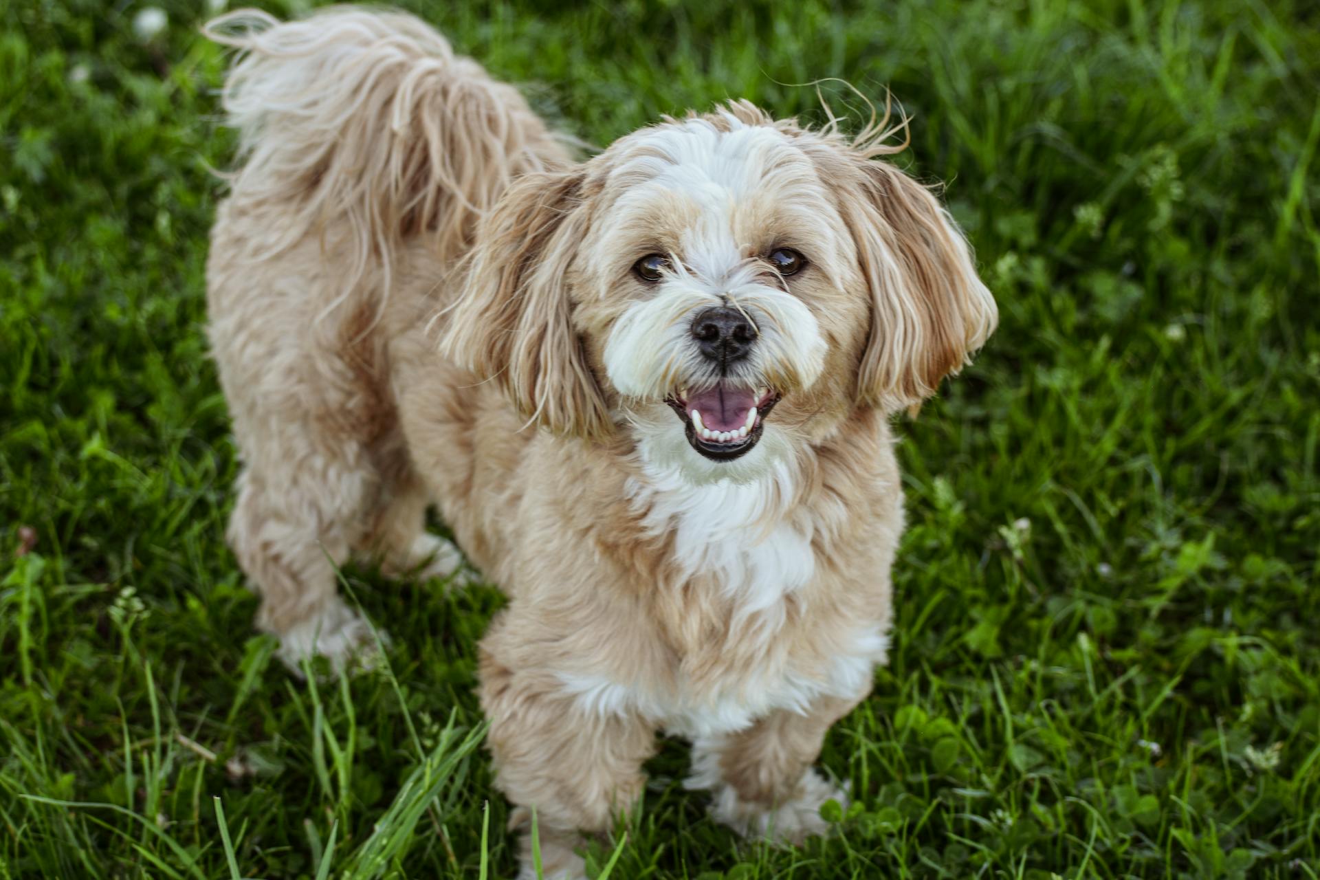 En närbild av Lhasa Apso