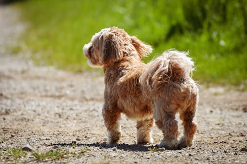 Free Brown and White Long Coated Small Dog Running on Gray Concrete Road Stock Photo