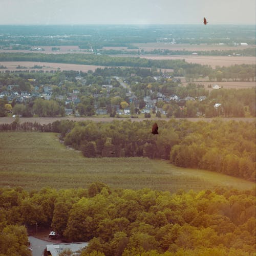 Бесплатное стоковое фото с birds_flying, деревья, за городом