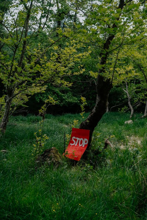 Безкоштовне стокове фото на тему «вертикальні постріл, дерева, збереження навколишнього середовища»