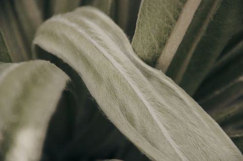 Free Detailed close-up of a green leaf showcasing its soft texture and subtle colors. Stock Photo