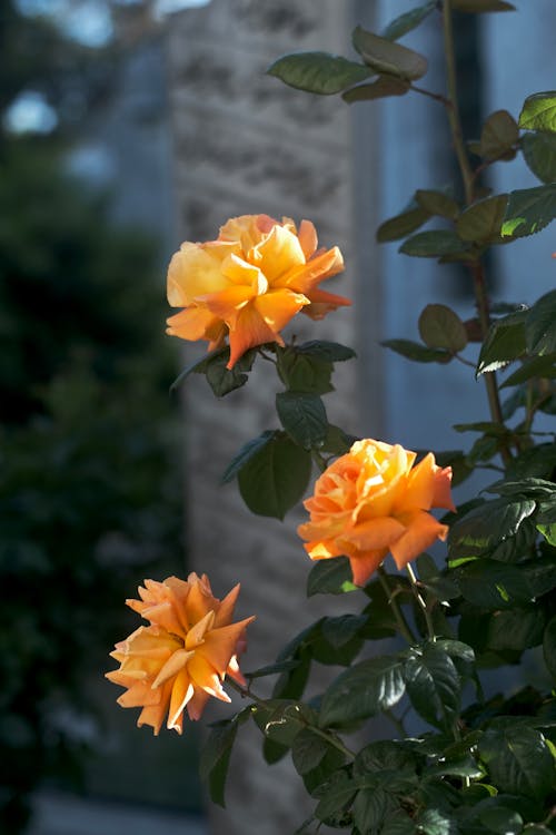 Kostnadsfri bild av anläggning, blommor, blomning