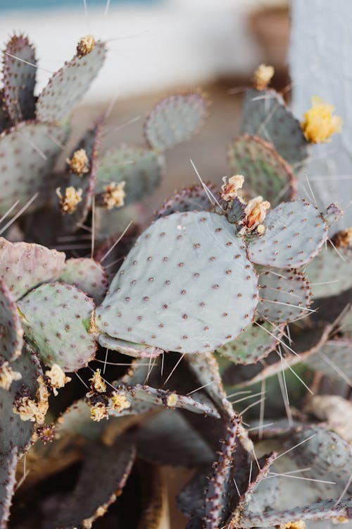 Close-Up Photo of Cactus