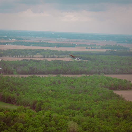 Foto d'estoc gratuïta de arbres, au, foto des d'un dron