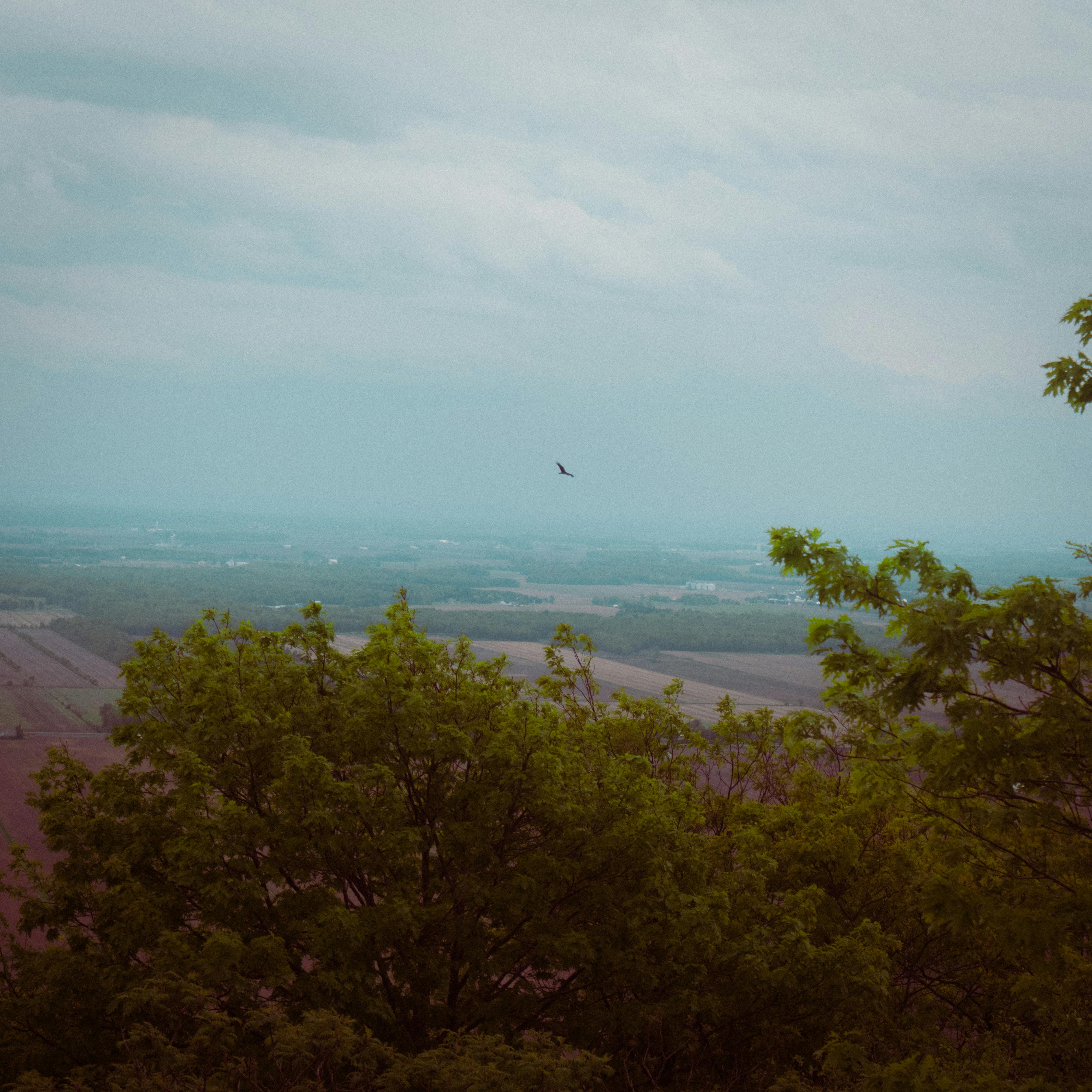 A Bird Flying Near Green Trees 