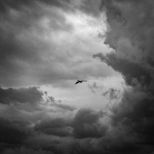 Free Dramatic black and white photo of a bird flying through a cloudy sky. Stock Photo